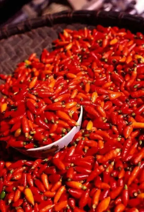 Vietnamese Pepper SEEDS (Capsicum annuum) OT HIEM, ASIAN VEGETABLE - Caribbean garden seed