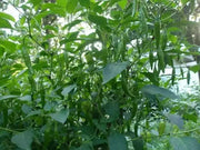 Vietnamese Pepper SEEDS (Capsicum annuum) OT HIEM, ASIAN VEGETABLE - Caribbean garden seed