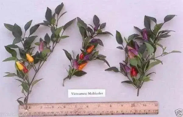 Vietnamese Multi color,Ornamental Pepper Seeds(Capsicum annuum) Asian Vegetable - Caribbean garden seed