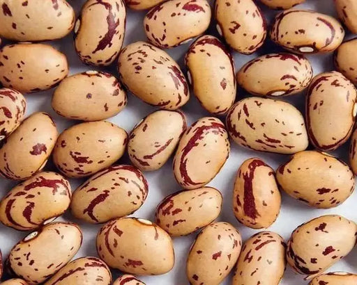 Vermont Cranberry , Shell & Dry, Heirloom Bush bean - Caribbean garden seed