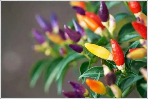 Vietnamese Multi color,Ornamental Pepper Seeds(Capsicum annuum) Asian Vegetable - Caribbean garden seed