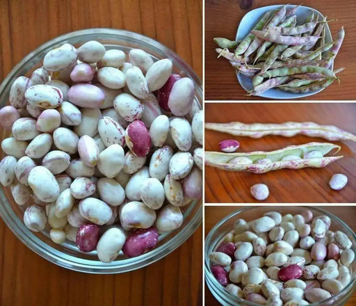Vermont Cranberry , Shell & Dry, Heirloom Bush bean - Caribbean garden seed