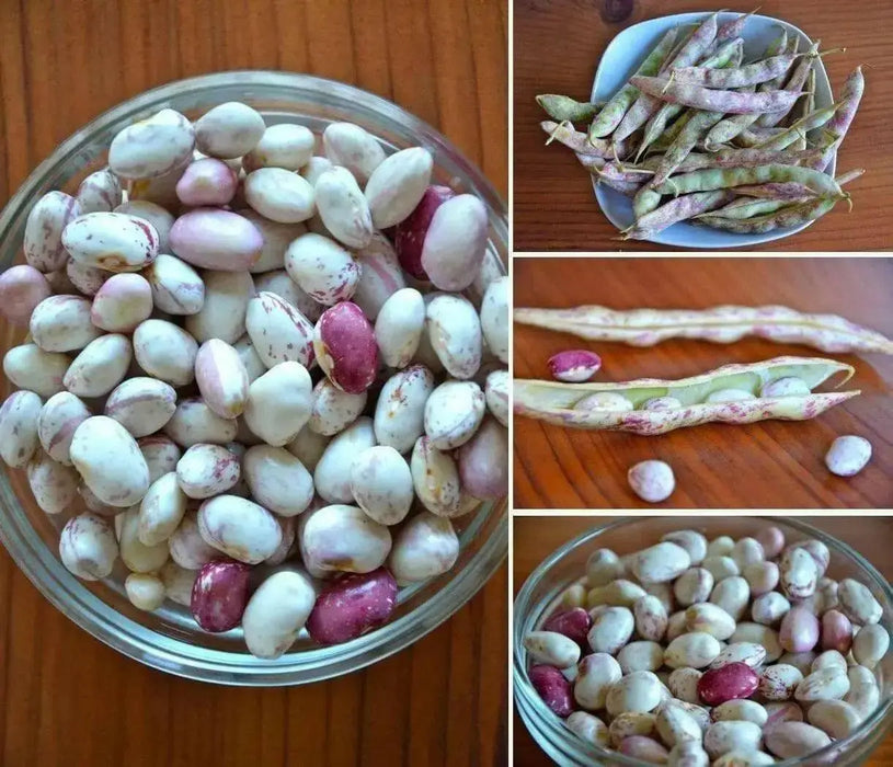 Vermont Cranberry , Shell & Dry, Heirloom Bush bean - Caribbean garden seed