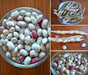 Vermont Cranberry , Shell & Dry, Heirloom Bush bean - Caribbean garden seed