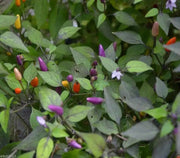 Vietnamese Multi color,Ornamental Pepper Seeds(Capsicum annuum) Asian Vegetable - Caribbean garden seed