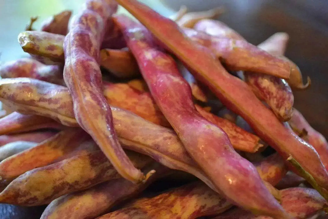 Vermont Cranberry , Shell & Dry, Heirloom Bush bean - Caribbean garden seed