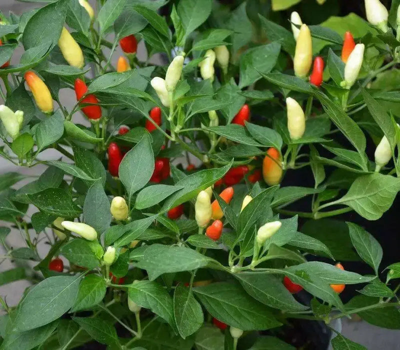 Vietnamese Multi color,Ornamental Pepper Seeds(Capsicum annuum) Asian Vegetable - Caribbean garden seed