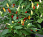 Vietnamese Multi color,Ornamental Pepper Seeds(Capsicum annuum) Asian Vegetable - Caribbean garden seed