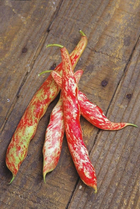 Vermont Cranberry , Shell & Dry, Heirloom Bush bean - Caribbean garden seed