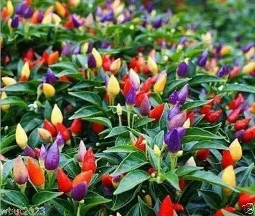 Vietnamese Multi color,Ornamental Pepper Seeds(Capsicum annuum) Asian Vegetable - Caribbean garden seed