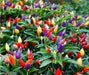 Vietnamese Multi color,Ornamental Pepper Seeds(Capsicum annuum) Asian Vegetable - Caribbean garden seed