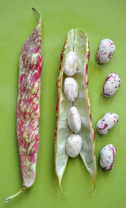 Vermont Cranberry , Shell & Dry, Heirloom Bush bean - Caribbean garden seed