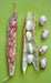 Vermont Cranberry , Shell & Dry, Heirloom Bush bean - Caribbean garden seed