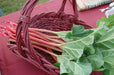 Victoria Rhubarb Seeds ,Winter Hardy, VEGETABLE - Caribbean garden seed