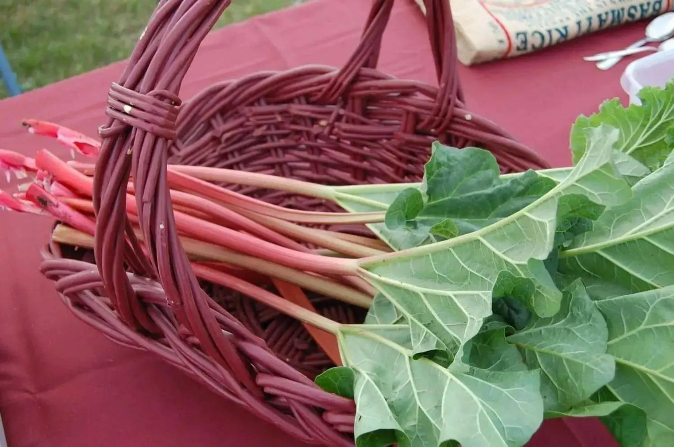 Rhubarb