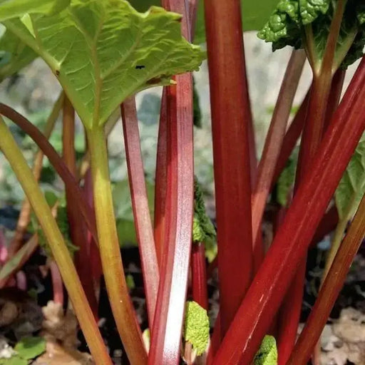 Victoria Rhubarb Seeds ,Winter Hardy, VEGETABLE - Caribbean garden seed
