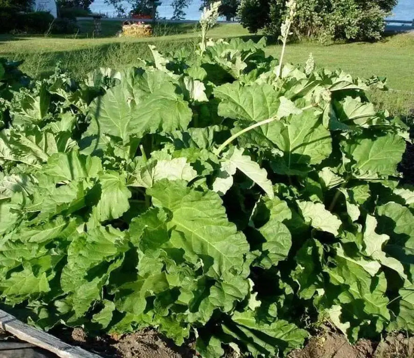 Victoria Rhubarb Seeds ,Winter Hardy, VEGETABLE - Caribbean garden seed