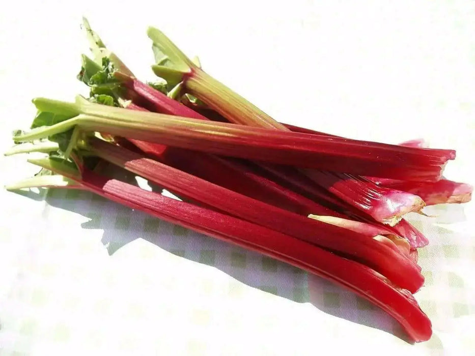 Victoria Rhubarb Seeds ,Winter Hardy, VEGETABLE - Caribbean garden seed