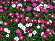 Vinca Mix, LIVE PLANT, GROUND COVERS,Periwinkle. - Caribbean garden seed