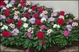 Vinca Mix, LIVE PLANT, GROUND COVERS,Periwinkle. - Caribbean garden seed