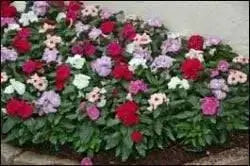 Vinca Mix, LIVE PLANT, GROUND COVERS,Periwinkle. - Caribbean garden seed