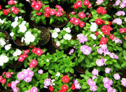 Vinca Mix, LIVE PLANT, GROUND COVERS,Periwinkle. - Caribbean garden seed