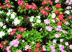 Vinca Mix, LIVE PLANT, GROUND COVERS,Periwinkle. - Caribbean garden seed