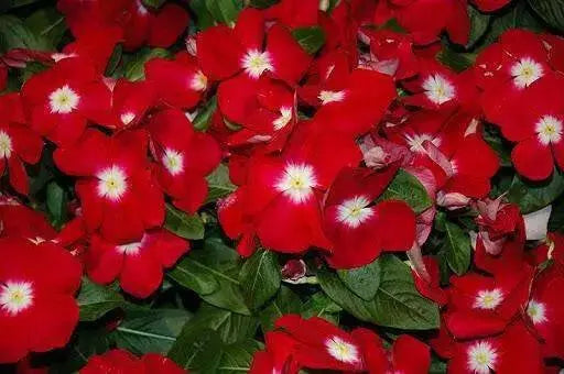 Vinca Periwinkle (sunstorm -BRIGHT RED) - Annual flowers seed - Caribbean garden seed
