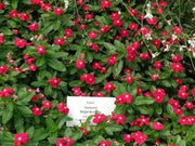 Vinca Periwinkle (sunstorm -BRIGHT RED) - Annual flowers seed - Caribbean garden seed