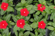 Vinca Periwinkle (sunstorm -BRIGHT RED) - Annual flowers seed - Caribbean garden seed