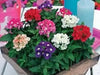 Verbena Seeds - Mix (Verbena Hybrids ) , Heirloom Flowers - Caribbean garden seed