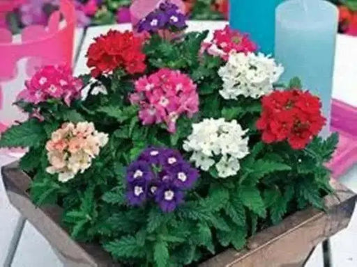Verbena Seeds - Mix (Verbena Hybrids ) , Heirloom Flowers - Caribbean garden seed