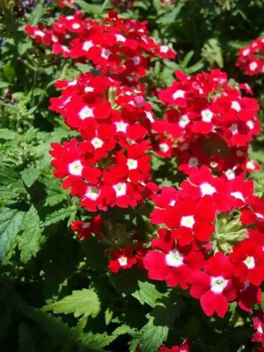 Verbena Seeds - Mix (Verbena Hybrids ) , Heirloom Flowers - Caribbean garden seed