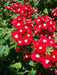 Verbena Seeds - Mix (Verbena Hybrids ) , Heirloom Flowers - Caribbean garden seed