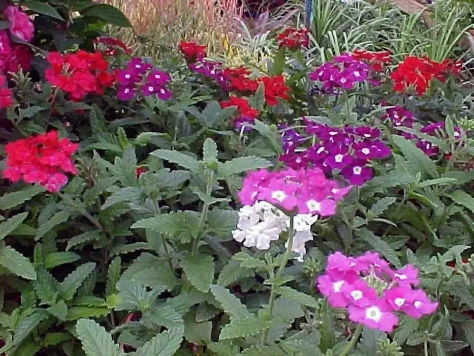 Verbena Seeds - Mix (Verbena Hybrids ) , Heirloom Flowers - Caribbean garden seed
