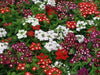 Verbena Seeds - Mix (Verbena Hybrids ) , Heirloom Flowers - Caribbean garden seed