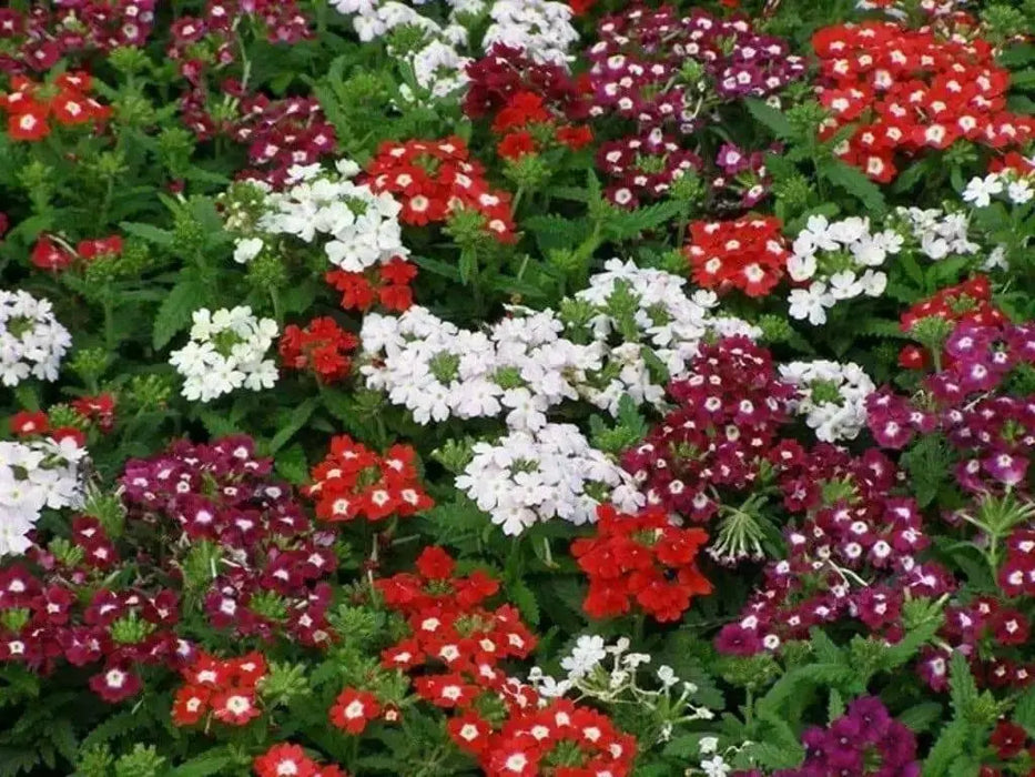 Verbena Seeds - Mix (Verbena Hybrids ) , Heirloom Flowers - Caribbean garden seed