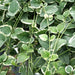 Vinca Vine Variegated, LIVE PLANT, GROUND COVERS - Caribbean garden seed