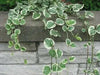 Vinca Vine Variegated, LIVE PLANT, GROUND COVERS - Caribbean garden seed