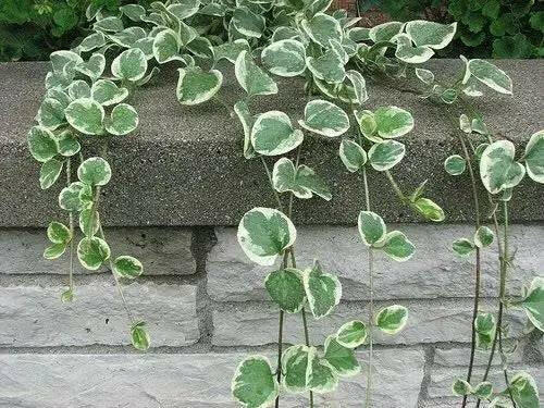 Vinca Vine Variegated, LIVE PLANT, GROUND COVERS - Caribbean garden seed