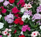 Vinca Periwinkle flowers seed ( Mix) - Annual - Caribbean garden seed