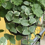 Vinca Vine Variegated, LIVE PLANT, GROUND COVERS - Caribbean garden seed