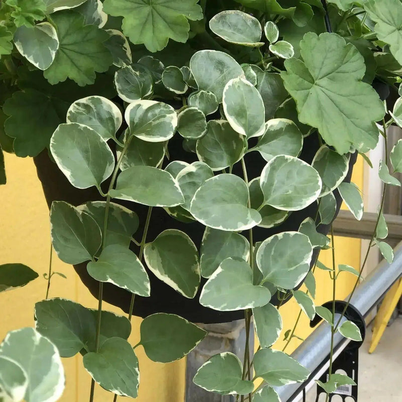 Vinca Vine Variegated, LIVE PLANT, GROUND COVERS - Caribbean garden seed