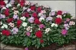 Vinca Periwinkle flowers seed ( Mix) - Annual - Caribbean garden seed