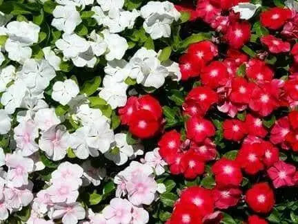 Vinca Periwinkle flowers seed ( Mix) - Annual - Caribbean garden seed