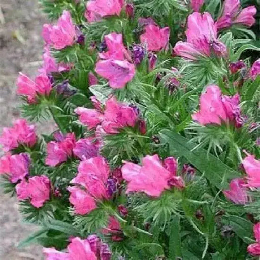 Viper's Bugloss  Seeds ,BIENNIAL FLOWERS - Caribbean garden seed