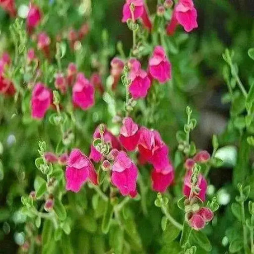 Viper's Bugloss  Seeds ,BIENNIAL FLOWERS - Caribbean garden seed