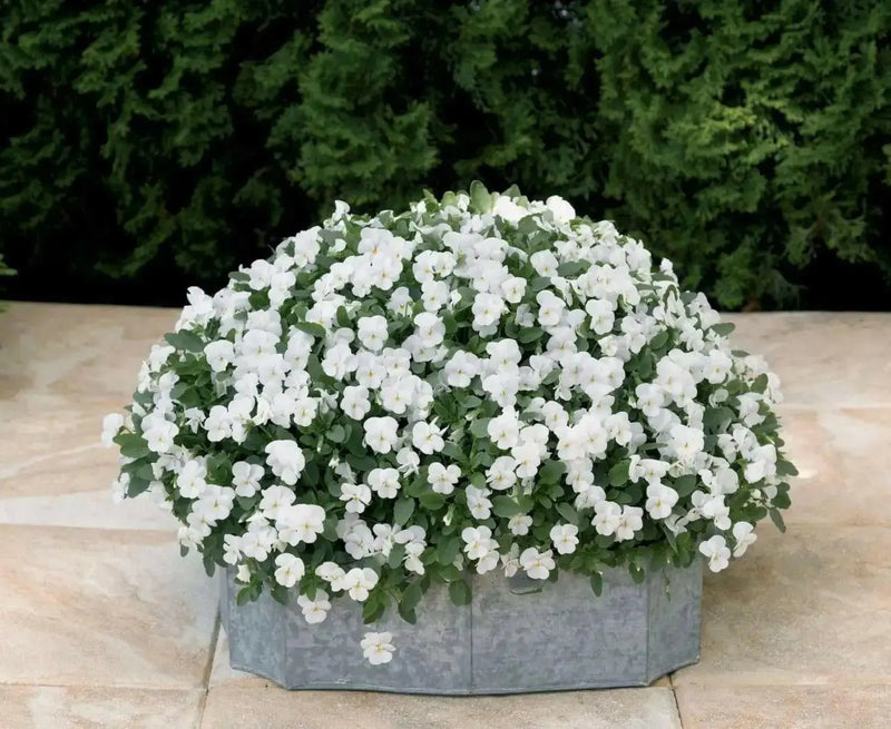 Viola seeds ,Crystals White, PERENNIAL FLOWERS - Caribbean garden seed