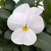 Viola Seeds - White Perfection , PERENNIAL FLOWERS - Caribbean garden seed