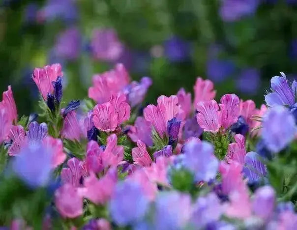 Viper's Bugloss Seeds (mixed ) Biennial flowers - Caribbean garden seed